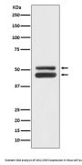 Anti-JNK1/JNK3 MAPK8 Rabbit Monoclonal Antibody