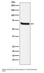 Anti-Klotho Rabbit Monoclonal Antibody