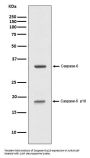 Anti-Caspase-6 p18 CASP6 Rabbit Monoclonal Antibody