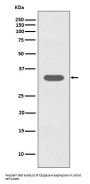 Anti-Caspase-6 CASP6 Rabbit Monoclonal Antibody