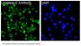 Anti-Caspase-6 CASP6 Rabbit Monoclonal Antibody