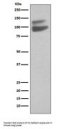 Anti-VE-Cadherin Cdh5-Rabbit Monoclonal Antibody