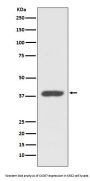 Anti-CXCR7 ACKR3 Rabbit Monoclonal Antibody