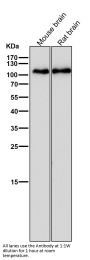 Anti-GluR1 GRIA1 Rabbit Monoclonal Antibody