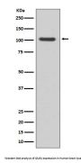 Anti-GluR1 GRIA1 Rabbit Monoclonal Antibody