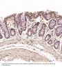 Anti-JNK2 MAPK9 Rabbit Monoclonal Antibody