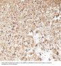 Anti-JNK2 MAPK9 Rabbit Monoclonal Antibody