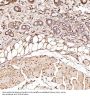 Anti-JNK2 MAPK9 Rabbit Monoclonal Antibody