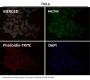 Anti-JNK2 MAPK9 Rabbit Monoclonal Antibody