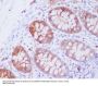 Anti-JNK2 MAPK9 Rabbit Monoclonal Antibody