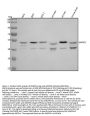 Anti-JNK2 MAPK9 Rabbit Monoclonal Antibody