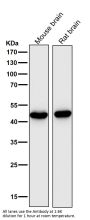 Anti-MEK7 MAP2K7 Rabbit Monoclonal Antibody