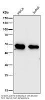 Anti-MEK7 MAP2K7 Rabbit Monoclonal Antibody