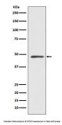Anti-MEK7 MAP2K7 Rabbit Monoclonal Antibody