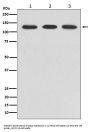 Anti-ABL2 Rabbit Monoclonal Antibody