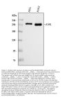 Anti-Ankyrin erythroid/ANK/ANK1 Antibody PicobandÂ® (monoclonal, 9I6C3)