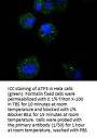 Anti-ATF5 Rabbit Monoclonal Antibody