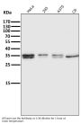 Anti-ATF5 Rabbit Monoclonal Antibody