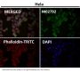 Anti-ATF5 Rabbit Monoclonal Antibody