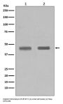 Anti-SETD7/Set7 Rabbit Monoclonal Antibody