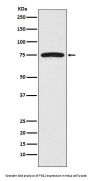 Anti-FRS2 Monoclonal Antibody