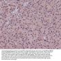 Anti-PPP1CA+PPP1CB Rabbit Monoclonal Antibody
