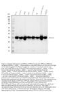 Anti-PPP1CA+PPP1CB Rabbit Monoclonal Antibody