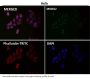 Anti-ERK5 Rabbit Monoclonal Antibody