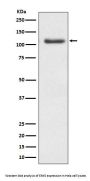 Anti-ERK5 Rabbit Monoclonal Antibody
