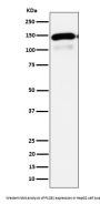 Anti-PLCB1 Rabbit Monoclonal Antibody