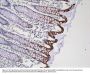 Anti-CK20 (Cytokeratin-20) KRT20 Rabbit Monoclonal Antibody, Clone#RM283