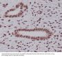 Anti-K48-linkage Specific Ubiquitin UBB Rabbit Monoclonal Antibody