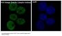 Anti-K48-linkage Specific Ubiquitin UBB Rabbit Monoclonal Antibody