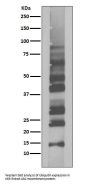 Anti-K63-linkage Specific Ubiquitin UBB Rabbit Monoclonal Antibody