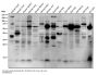 Anti-K63-linkage Specific Ubiquitin UBB Rabbit Monoclonal Antibody