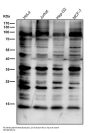 Anti-K63-linkage Specific Ubiquitin UBB Rabbit Monoclonal Antibody