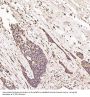 Anti-Ubiquitin UBB Rabbit Monoclonal Antibody