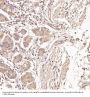 Anti-Ubiquitin UBB Rabbit Monoclonal Antibody