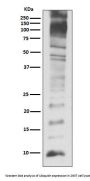Anti-Ubiquitin UBB Rabbit Monoclonal Antibody