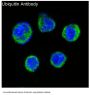 Anti-Ubiquitin UBB Rabbit Monoclonal Antibody