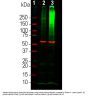 Anti-Ubiquitin Monoclonal Antibody
