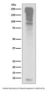 Anti-Ubiquitin UBB Rabbit Monoclonal Antibody