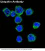 Anti-Ubiquitin UBB Rabbit Monoclonal Antibody