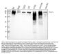Anti-Talin 1/TLN1 Antibody Picoband® (monoclonal, 2G10D2)