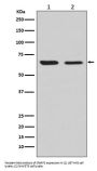 Anti-CRMP2 Rabbit Monoclonal Antibody