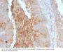 Anti-IgA Secretory Component / ECM1 Monoclonal Antibody
