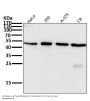 Anti-Atg4B Rabbit Monoclonal Antibody