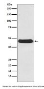 Anti-Atg4B Rabbit Monoclonal Antibody