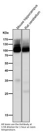 Anti-GluR2 Monoclonal Antibody