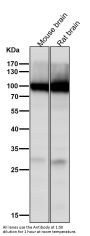 Anti-GluR2 Monoclonal Antibody